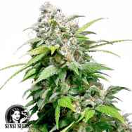 Sensi Seeds California Indica