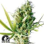 Sensi Seeds Durban