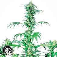 Sensi Seeds Early Girl