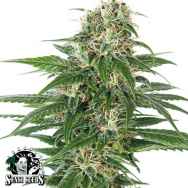 Sensi Seeds Early Skunk AUTO