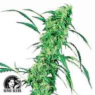 Sensi Seeds Fruity Juice