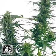 Sensi Seeds Guerrillas Gusto