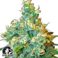 Sensi Seeds Jack Herer