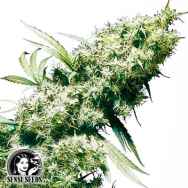 Sensi Seeds Jamaican Pearl