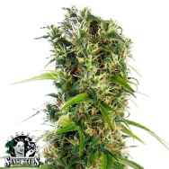 Sensi Seeds Michka