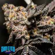 SinCity Seeds SinMint Sorbet