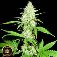 Sumo Seeds Amnesia Ganja Haze