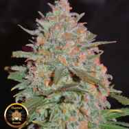 Sumo Seeds Goji Haze