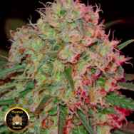 Sumo Seeds Green Mango