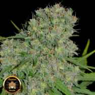 Sumo Seeds Honey Rock