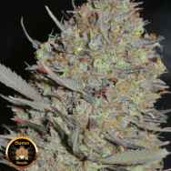 Sumo Seeds Maya Gold