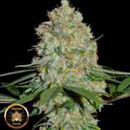 Sumo Seeds Silver Buddha Haze