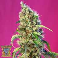 Sweet Seeds Black Jack CBD