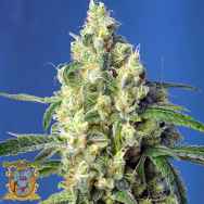 Sweet Seeds Green Poison CBD