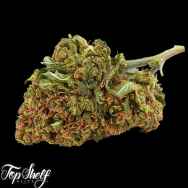 Top Shelf Elite Seeds AUTO San Francisco Sour Dough