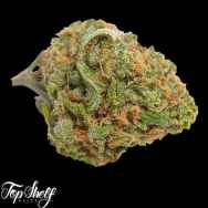 Top Shelf Elite Seeds Gorillagasm