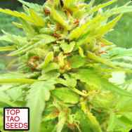 Top Tao Seeds Golden Cannary