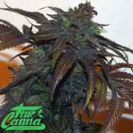 True Canna Genetics Chemonchello