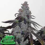 True Canna Genetics ChemValley Cooks