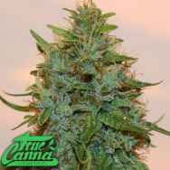 True Canna Genetics Chocolate Thainapple