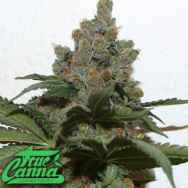 True Canna Genetics Grape Gas