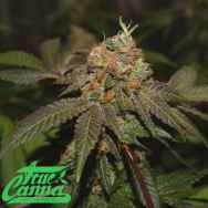 True Canna Genetics Purple Valley Cooks