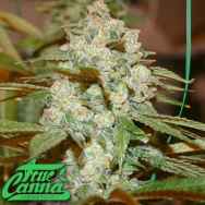 True Canna Genetics Sticky Nicky