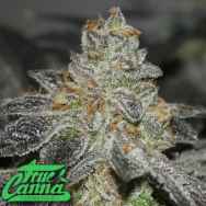 True Canna Genetics TipTop Magoo