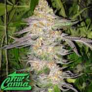 True Canna Genetics True Colours