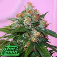 True Canna Genetics Truzilla