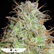 Ultra Genetics Seeds Cookie Balboa