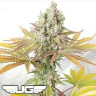 Ultra Genetics Seeds Sour Grape Widow