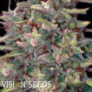 Vision Seeds Brainkiller Haze