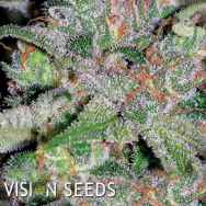 Vision Seeds Doctor Jamaica