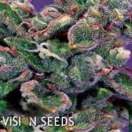 Vision Seeds La Blanca Gold AUTO