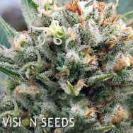 Vision Seeds Supreme Lemon