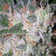 Vision Seeds Tom Kush OG