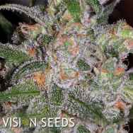 Vision Seeds Vision Cookies