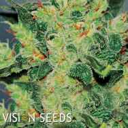 Vision Seeds Vision Jack AUTO