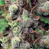 Vision Seeds Vision Kush AUTO