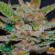 World of Seeds Bubba Haze