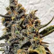 Holy Smoke Seeds Strawberry Bubba Diesel