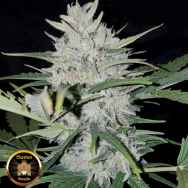 Sumo Seeds AUTO White Cheese