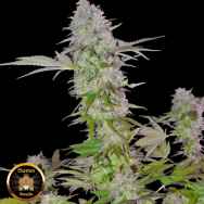 Sumo Seeds Sweet Harlem Diesel