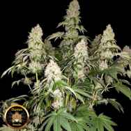 Sumo Seeds White Caramel Cookie