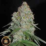 Sumo Seeds White Widow Original