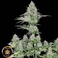 Sumo Seeds Zombie Haze