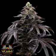 Ziplock Seeds Blueberry Fizz