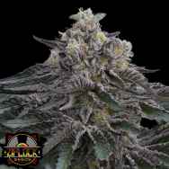 Ziplock Seeds Direwolf