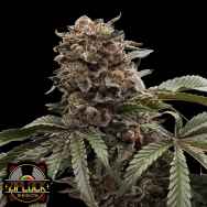 Ziplock Seeds Hawaiian Mist